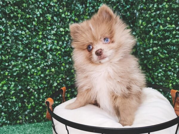 Pomeranian Dog Male Chocolate Merle 12672 Petland Henderson, Nevada