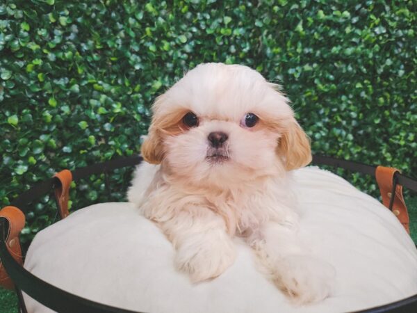 Shih Tzu Dog Male Gold / White 12673 Petland Henderson, Nevada