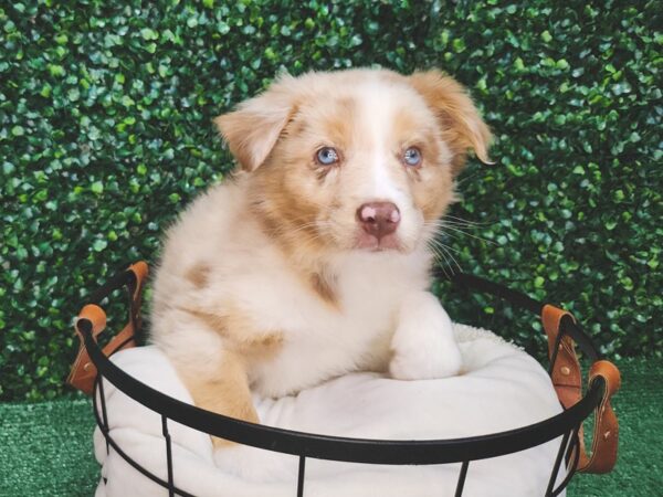 Australian Shepherd-Dog-Female-Red Merle-12674-Petland Henderson, Nevada