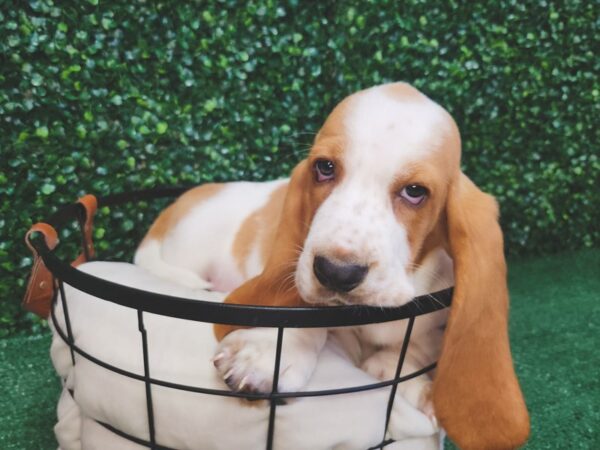 Basset Hound Dog Male Brown and White 12675 Petland Henderson, Nevada