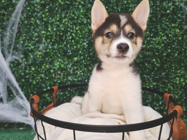 Shiba Inu-Dog-Female-Black and Tan-12622-Petland Henderson, Nevada