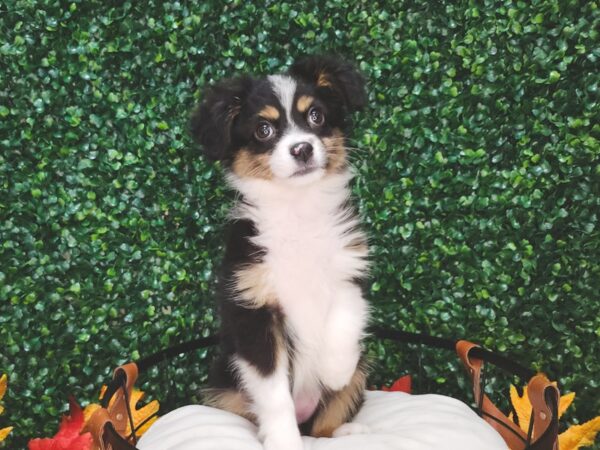 Toy Australian Shepherd-Dog-Female-Black Brown and White-12649-Petland Henderson, Nevada