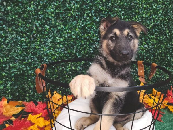 German Shepherd Dog-Dog-Female-Black / Tan-12669-Petland Henderson, Nevada