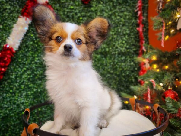 Papillon Dog Male Red and White 12677 Petland Henderson, Nevada