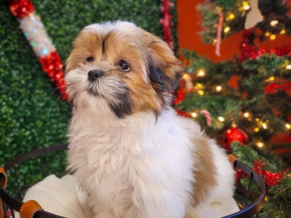 Lhasa Apso Dog Female Red Gold 12676 Petland Henderson, Nevada