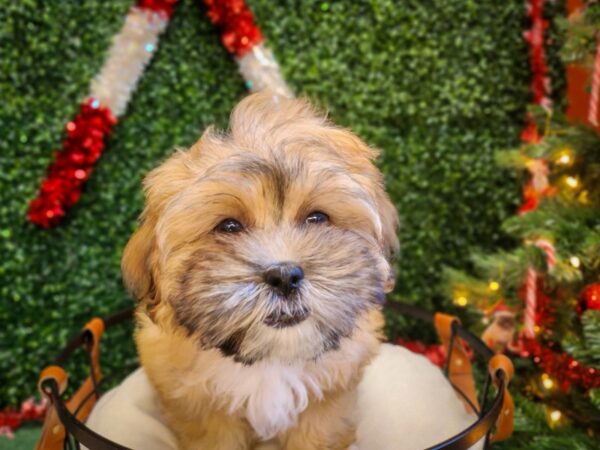 Teddy Bear-Dog-Female-Gold-12664-Petland Henderson, Nevada