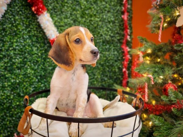 Beagle Dog Male Black Tan and Red Ticked 12663 Petland Henderson, Nevada