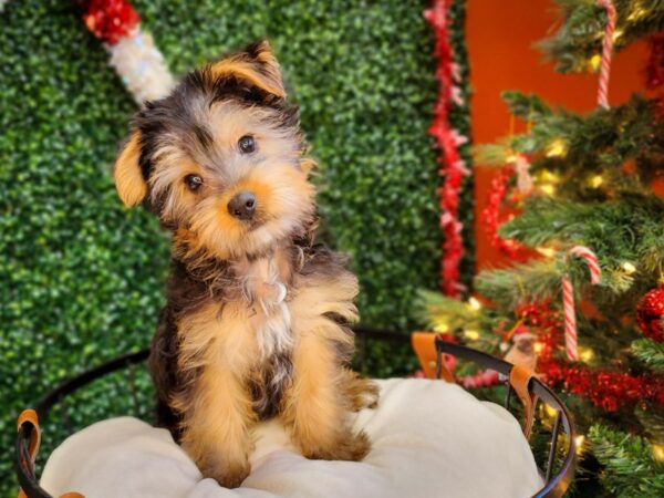 Silky Terrier Dog Male Black / Tan 12660 Petland Henderson, Nevada