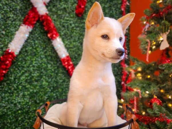 Shiba Inu Dog Male Cream 12659 Petland Henderson, Nevada