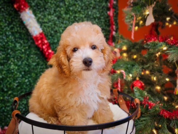 Poodle Dog Male Apricot 12658 Petland Henderson, Nevada