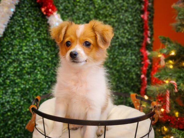 Pom-A-Poo Dog Female Sable and White 12652 Petland Henderson, Nevada