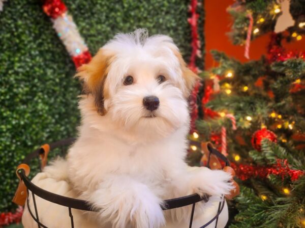 Havanese Dog Male Red Sable 12648 Petland Henderson, Nevada