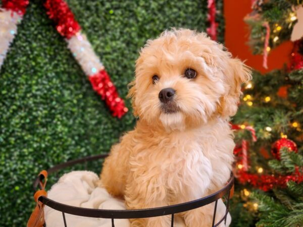 Cavachon Dog Female Cream 12637 Petland Henderson, Nevada