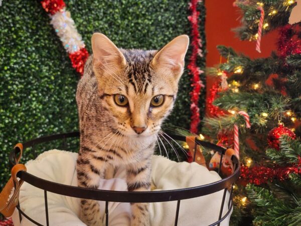 Savannah Cat-Cat-Male-black smoke spotted tabby-12610-Petland Henderson, Nevada