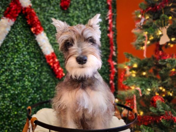 Miniature Schnauzer Dog Male Salt / Pepper 12571 Petland Henderson, Nevada