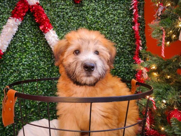 Soft Coated Wheaten Terrier-Dog-Male-Wheaten-12651-Petland Henderson, Nevada