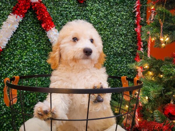 Goldendoodle Mini Dog Female Golden 12631 Petland Henderson, Nevada