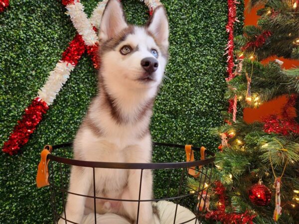 Siberian Husky Dog Male Black / White 12595 Petland Henderson, Nevada