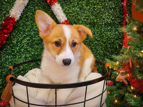 Pembroke Welsh Corgi-Dog-Female-Sable-12686-Petland Henderson, Nevada