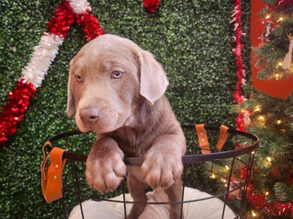 Labrador Retriever Dog Male Silver 12685 Petland Henderson, Nevada