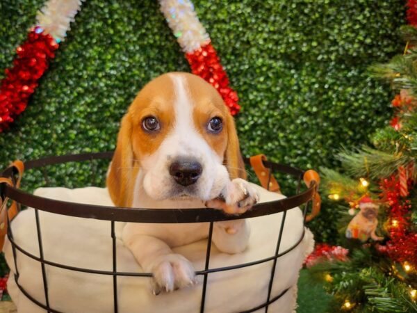 Beagle Dog Male Red and White 12684 Petland Henderson, Nevada