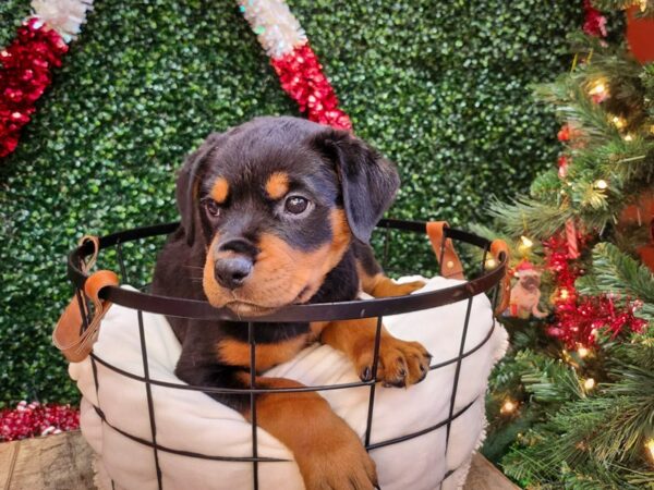 Rottweiler Dog Female Black and Rust 12682 Petland Henderson, Nevada