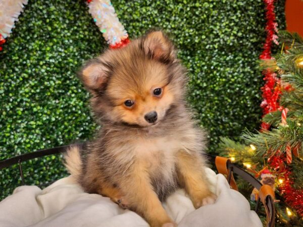 Pomeranian-Dog-Female-Red Sable-12681-Petland Henderson, Nevada