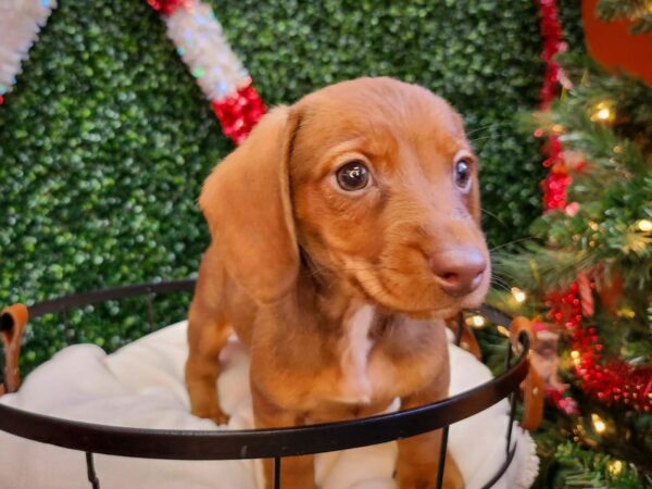 Dachshund Dog Male Red 12679 Petland Henderson, Nevada