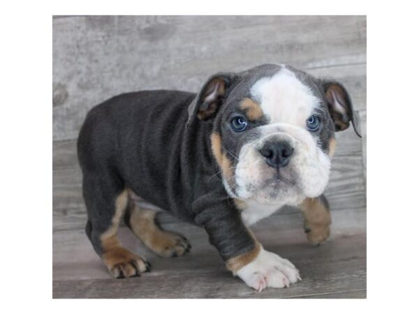 Bulldog Dog Female Blue / Tan 12694 Petland Henderson, Nevada