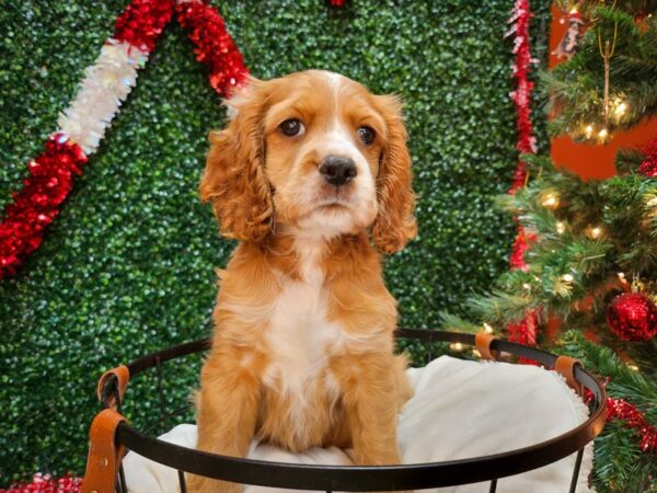 Cocker Spaniel Dog Female Red 12689 Petland Henderson, Nevada