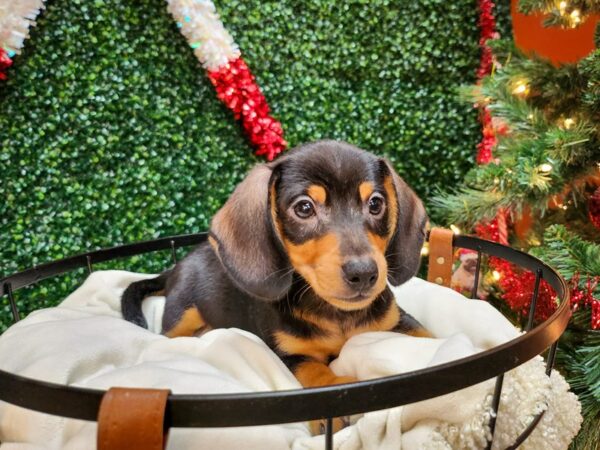 Dachshund Dog Male Black and Tan 12690 Petland Henderson, Nevada