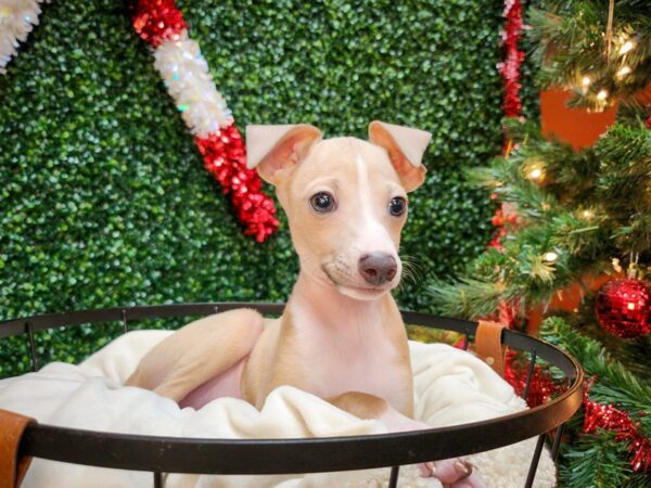 Italian Greyhound Dog Male Fawn 12691 Petland Henderson, Nevada