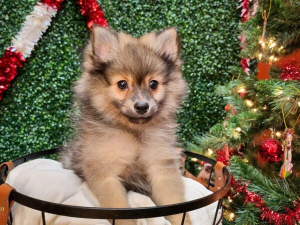 Pomeranian Dog Male Sable 12692 Petland Henderson, Nevada