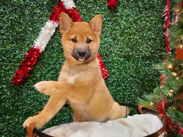 Shiba Inu Dog Male Red and White 12693 Petland Henderson, Nevada