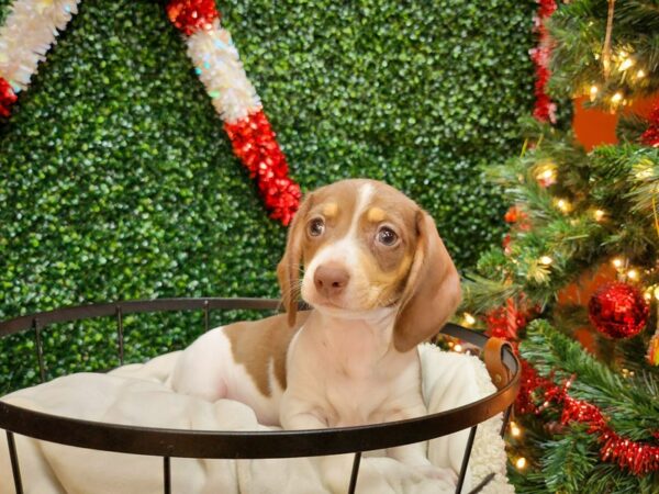 Dachshund Dog Male Chocolate / Tan 12696 Petland Henderson, Nevada