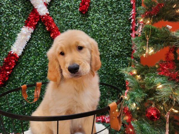 Golden Retriever Dog Male Golden 12697 Petland Henderson, Nevada