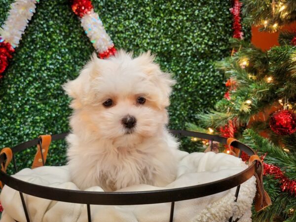 Maltese Dog Female White 12698 Petland Henderson, Nevada