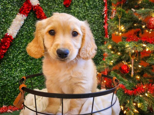 Miniature Goldendoodle-Dog-Male-Light Golden-12700-Petland Henderson, Nevada