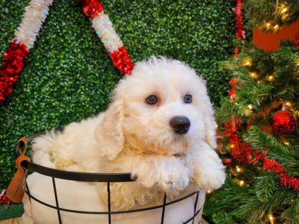 Bichon Frise Dog Male White 12688 Petland Henderson, Nevada