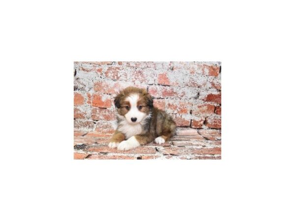 Miniature Australian Shepherd Dog Male Red and White 12709 Petland Henderson, Nevada