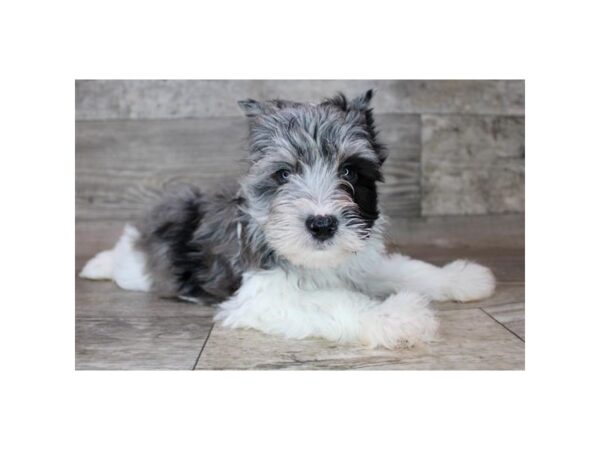 Miniature Schnauzer-Dog-Male-Blue Merle-12704-Petland Henderson, Nevada