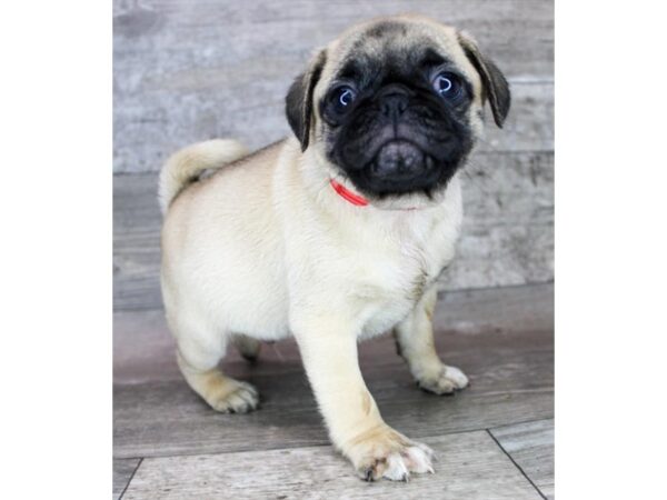 Pug Dog Male Fawn 12701 Petland Henderson, Nevada