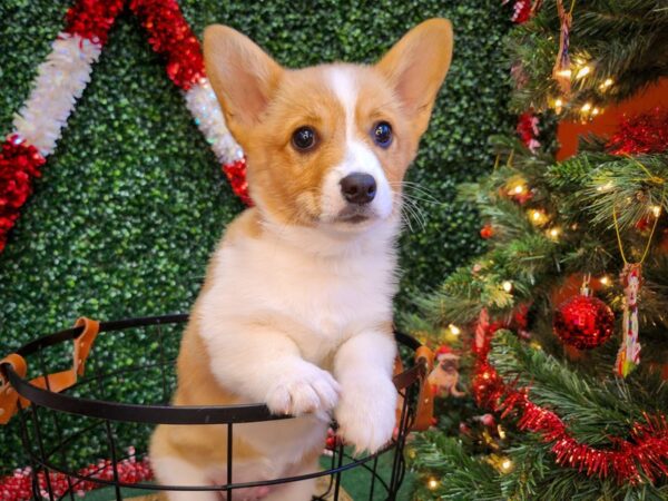 Pembroke Welsh Corgi Dog Male Red / White 12705 Petland Henderson, Nevada