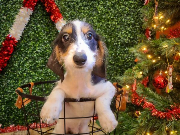 Dachshund Dog Male Black and Tan 12713 Petland Henderson, Nevada