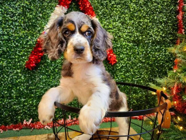 Cocker Spaniel-Dog-Female-Blue Roan and Tan-12712-Petland Henderson, Nevada