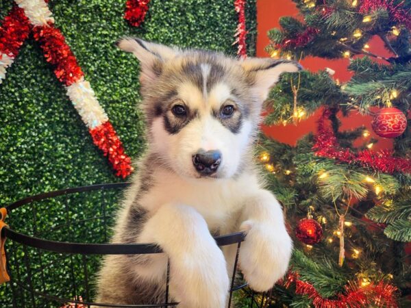 Alaskan Malamute Dog Female Sable and White 12710 Petland Henderson, Nevada