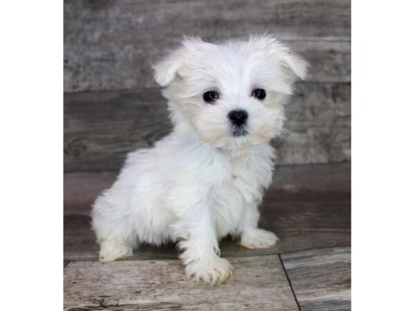 Maltese Dog Male White 12715 Petland Henderson, Nevada