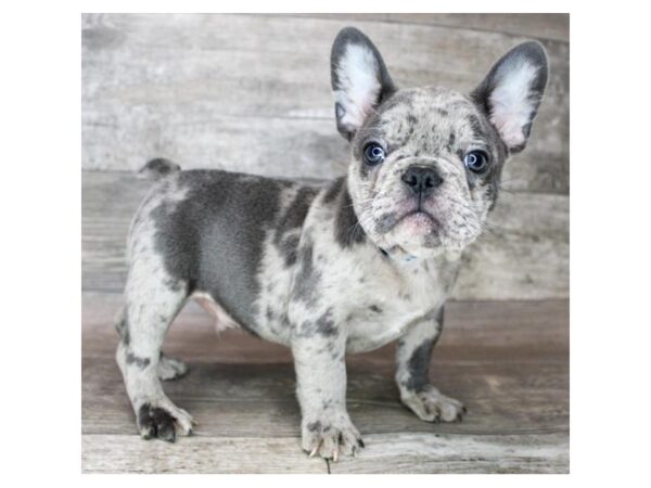 French Bulldog Dog Male Blue Merle 12714 Petland Henderson, Nevada