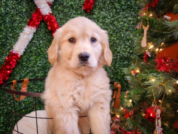 Golden Retriever Dog Female Golden 12680 Petland Henderson, Nevada