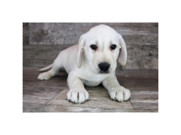 Labrador Retriever Dog Male Yellow 12703 Petland Henderson, Nevada